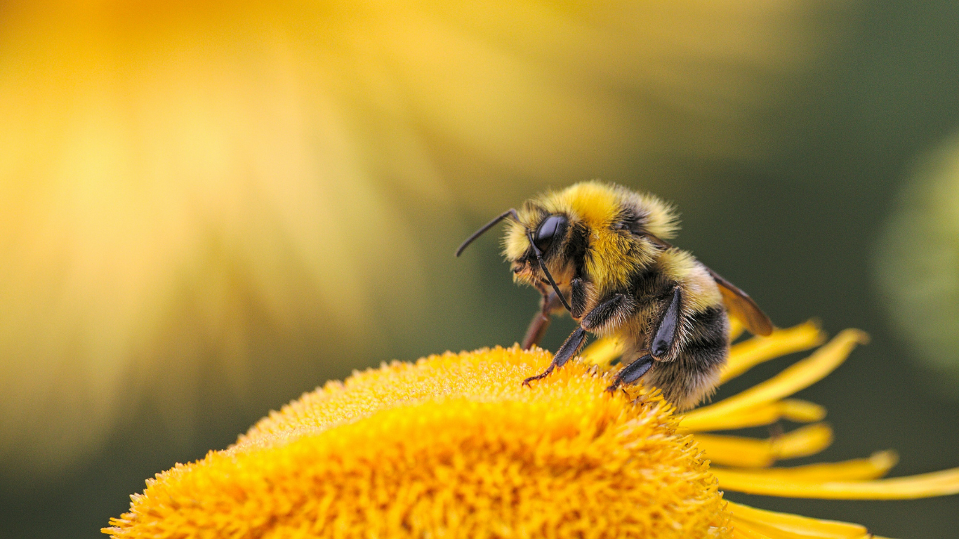 The Impact of AI Data Scraping On B2B Intelligence 🐝 → 🍯